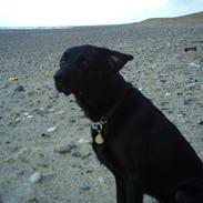 Blanding af racer Bølle