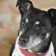 Dansk svensk gaardhund Kaja