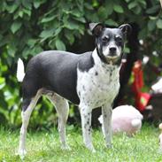 Dansk svensk gaardhund Kaja