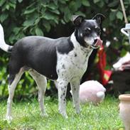 Dansk svensk gaardhund Kaja