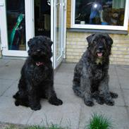 Bouvier des flandres Baffi
