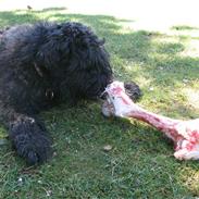 Bouvier des flandres Baffi
