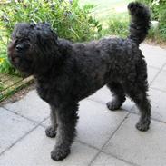 Bouvier des flandres Baffi