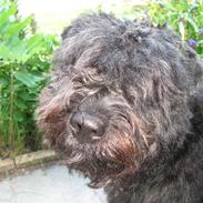 Bouvier des flandres Baffi