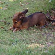 Miniature gravhund MAX