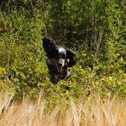 Field Trial Cockerspaniel lexi