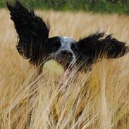 Field Trial Cockerspaniel lexi