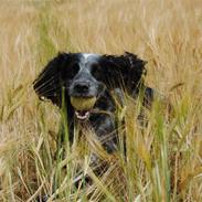 Field Trial Cockerspaniel lexi