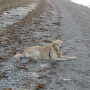 Golden retriever Balou R.I.P.