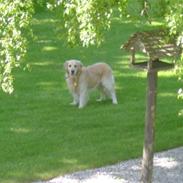 Golden retriever Balou R.I.P.