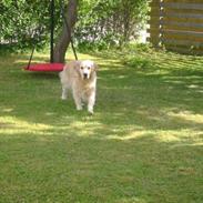 Golden retriever Balou R.I.P.