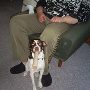 Dansk svensk gaardhund kvik