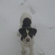 Dansk svensk gaardhund kvik