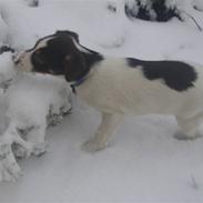 Dansk svensk gaardhund kvik