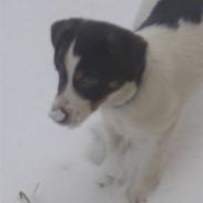 Dansk svensk gaardhund kvik