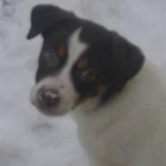 Dansk svensk gaardhund kvik