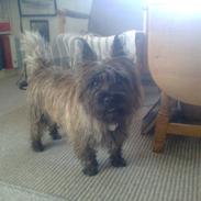 Cairn terrier Anton