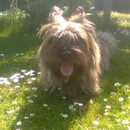 Cairn terrier Anton
