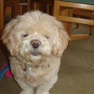 Lhasa apso Eddie