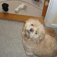 Lhasa apso Eddie