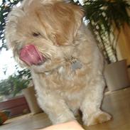 Lhasa apso Eddie