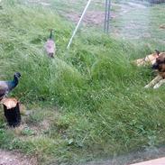 Schæferhund Jessi<3