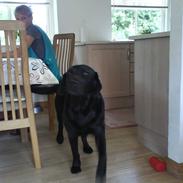 Labrador retriever Monty af Keis