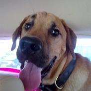 Broholmer Sejlsigs Bastian (Basse)