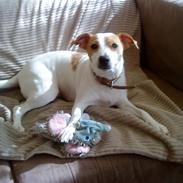 Dansk svensk gaardhund Baby