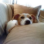 Dansk svensk gaardhund Baby