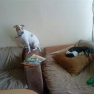 Dansk svensk gaardhund Baby