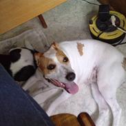 Dansk svensk gaardhund Baby