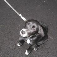 Blanding af racer Bølle