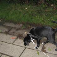 Blanding af racer Bølle