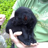 Flat coated retriever Champ - "Hugo"
