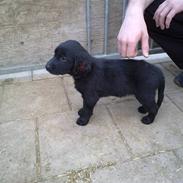 Flat coated retriever Champ - "Hugo"