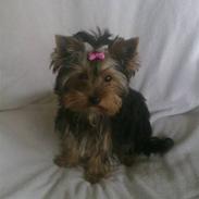 Yorkshire terrier Trille