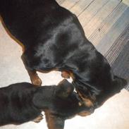 Rottweiler mille R.I.P