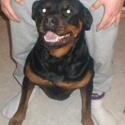 Rottweiler mille R.I.P