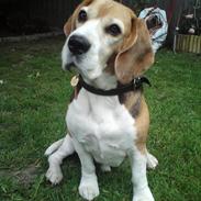 Beagle Leopold 