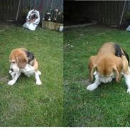 Beagle Leopold 
