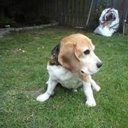 Beagle Leopold 