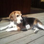Beagle Leopold 