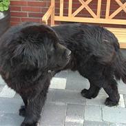 Newfoundlænder Basse(søger hun til avl)