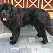 Newfoundlænder Basse(søger hun til avl)