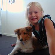 Shetland sheepdog silke