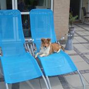 Shetland sheepdog silke