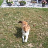 Shetland sheepdog silke