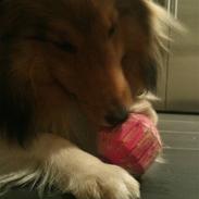 Shetland sheepdog silke