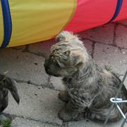 Cairn terrier Faxe (Aurikels Wimsey)